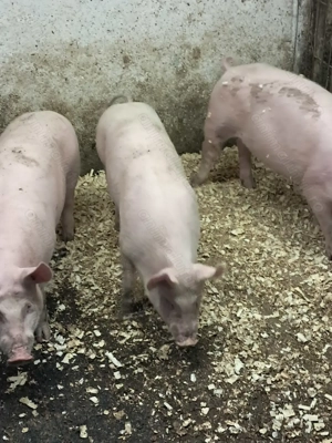 Vând șoldani de 3 luni - imagine 5