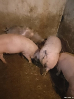 porci de carne  - imagine 3