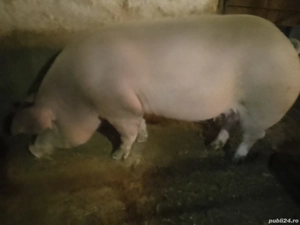 porci de carne  - imagine 4