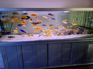 Execut si amenajez acvarii, Ofer servicii de mentenanta pentru acvarii.