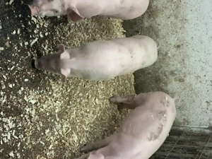 Vând șoldani de 3 luni - imagine 2