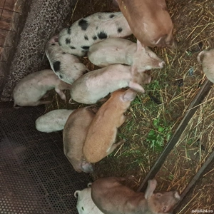 Vând purcei din rasa landrace cu duroc  - imagine 2
