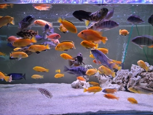 Execut si amenajez acvarii, Ofer servicii de mentenanta pentru acvarii. - imagine 3