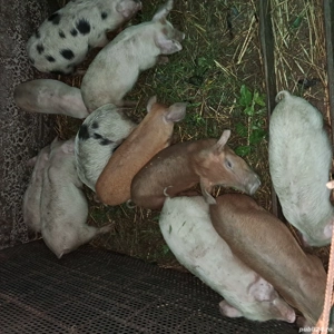 Vând purcei din rasa landrace cu duroc  - imagine 3