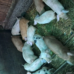 Vând purcei din rasa landrace cu duroc 