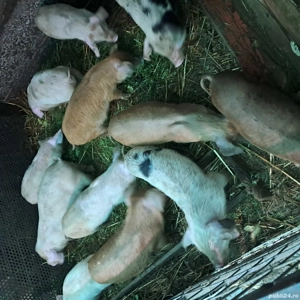 Vând purcei de 2 luni 