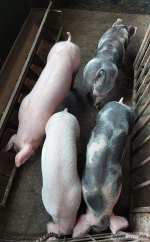 De Vânzare Porci 