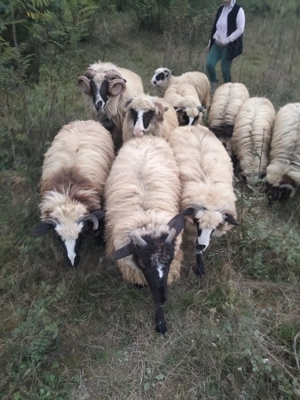 Milute de vânzare  - imagine 5