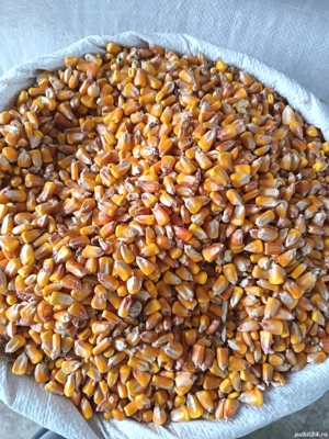 Porumb de Vanzare 