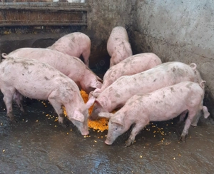 Godaci de carne ptr CRĂCIUN !!! - imagine 2