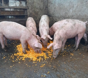 Godaci de carne ptr CRĂCIUN !!!