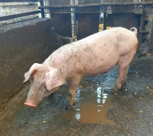 Godaci de carne ptr CRĂCIUN !!! - imagine 4