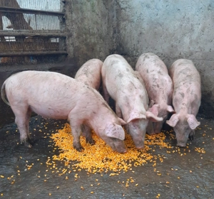 Godaci de carne ptr CRĂCIUN !!! - imagine 3