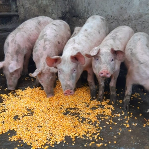 Godaci de carne ptr CRĂCIUN !!! - imagine 5