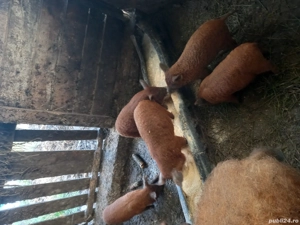 purcei mangalita 7 săptămâni 