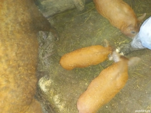 purcei mangalita 7 săptămâni  - imagine 2