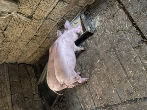 Purcei  crescuți Bio  - imagine 2