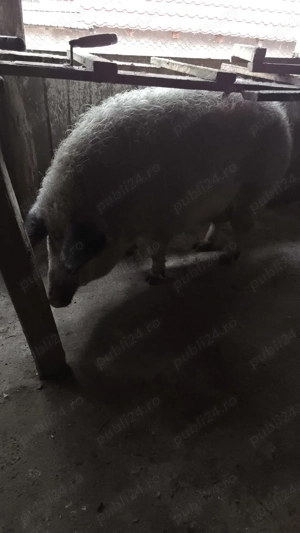 Vand porci mangalita