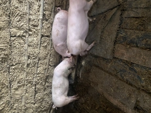 Purcei  crescuți Bio  - imagine 3