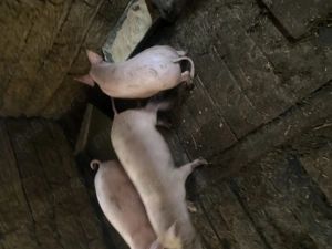 Purcei  crescuți Bio 