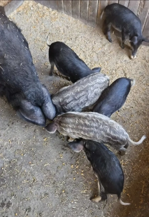 Vand porci mangalita - imagine 3