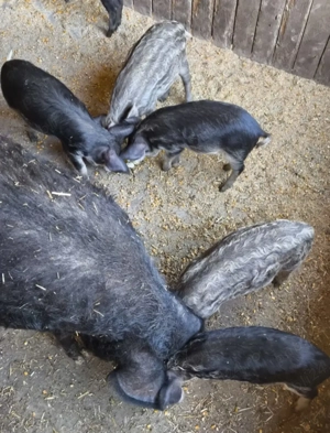 Vand porci mangalita - imagine 2