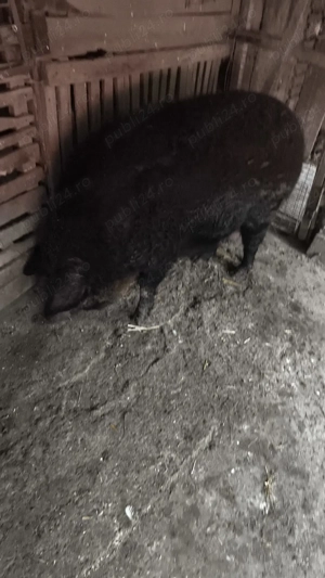 Vand porci mangalita - imagine 4