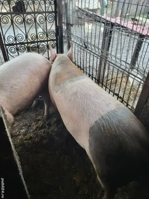 Vând Porci - imagine 3