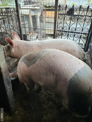 Vând Porci - imagine 2