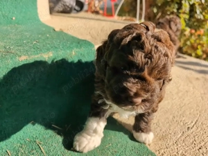 Lagotto Romagnolo