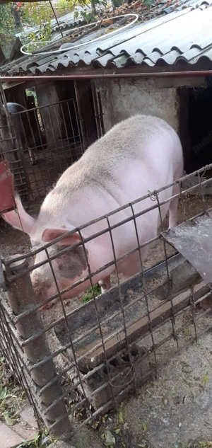 Vând porc 250kg-350kg