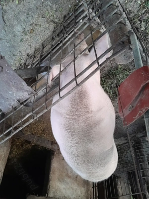 Vând porc 250kg-350kg - imagine 2
