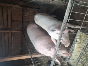 Vand porci crescuți natural in gospodăria proprie 18 lei kg!! - imagine 2