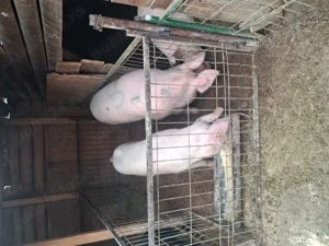 Vand porci crescuți natural in gospodăria proprie 18 lei kg!! - imagine 4