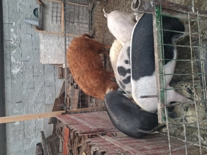 Vand porci crescuți natural in gospodăria proprie 18 lei kg!! - imagine 5