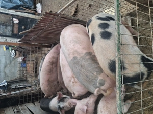 Vand porci crescuți natural in gospodăria proprie 18 lei kg!! - imagine 3