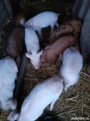porci de vanzare - imagine 2