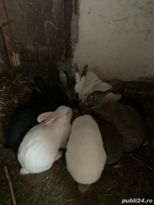 vand iepuri - imagine 5