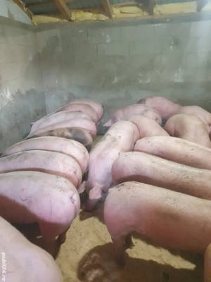 porci de carne  - imagine 3