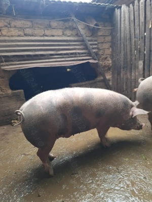 Vând porc pietrain original in jur de 180 kg