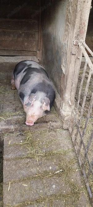 Vând porci marele alb și pietrean  - imagine 3