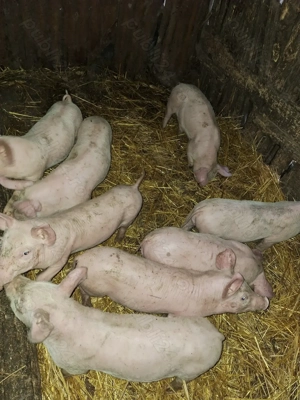 Vând purcei rasa landras cu pietrain  - imagine 4