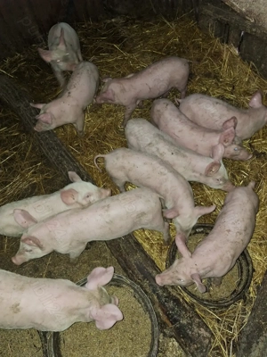 Vând purcei rasa landras cu pietrain  - imagine 2