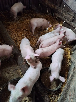 Vând purcei rasa landras cu pietrain 