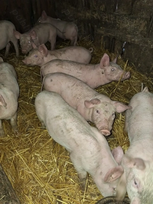 Vând purcei rasa landras cu pietrain  - imagine 3