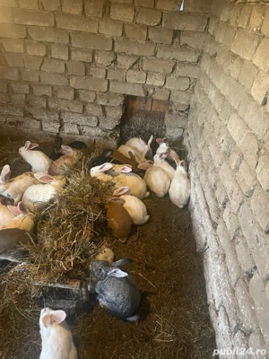 iepuri de vanzare  - imagine 3