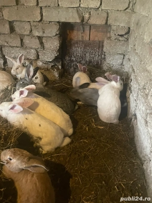 iepuri de vanzare  - imagine 4