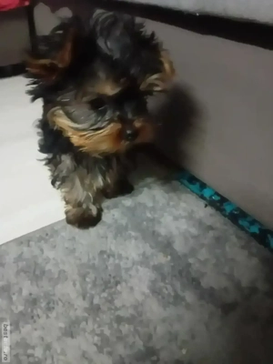 Yorkshire terrier mini 