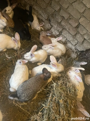 iepuri de vanzare  - imagine 5