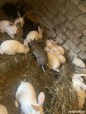 iepuri de vanzare  - imagine 2